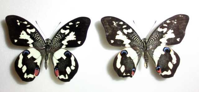 Papilio demoleus (Philippines) Artificial Aberration (Internet Image property of respective owner, non-commercial use only)